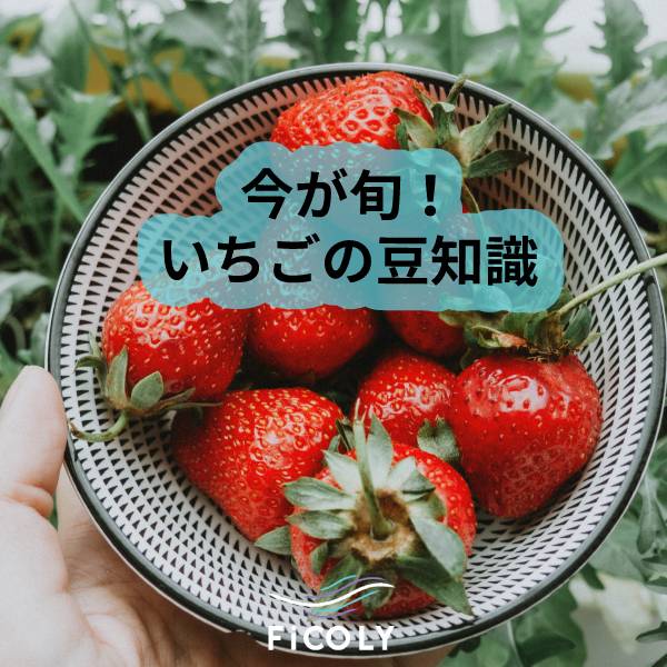 今が旬！いちごの豆知識